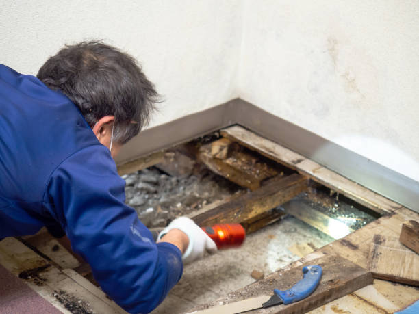 Best Residential Mold Removal  in Desert Aire, WA