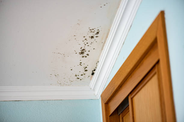 Crawl Space Mold Removal in Desert Aire, WA
