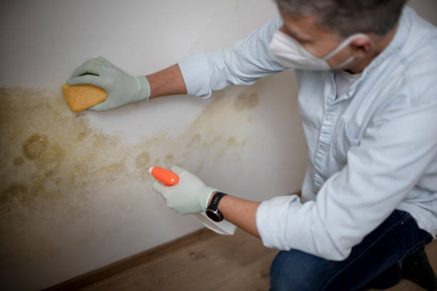 Best Mold Damage Repair  in Desert Aire, WA