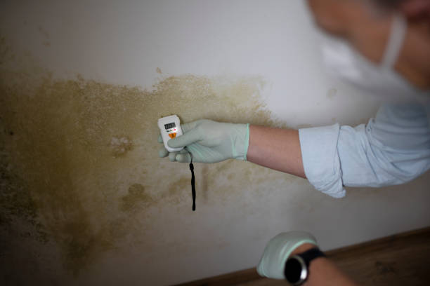 Best Mold Remediation  in Desert Aire, WA