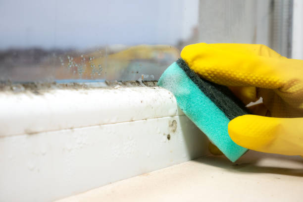 Best Mold Testing  in Desert Aire, WA