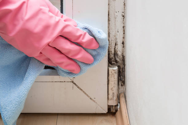 Best Attic Mold Removal  in Desert Aire, WA